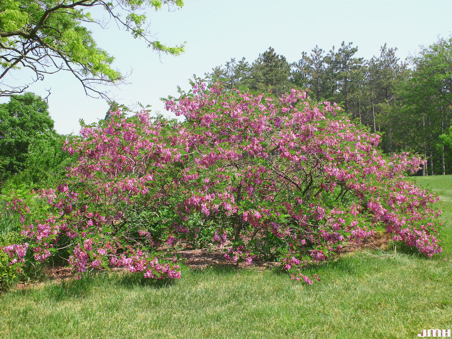 Rose Acacia Robinia hispida 20 Seeds