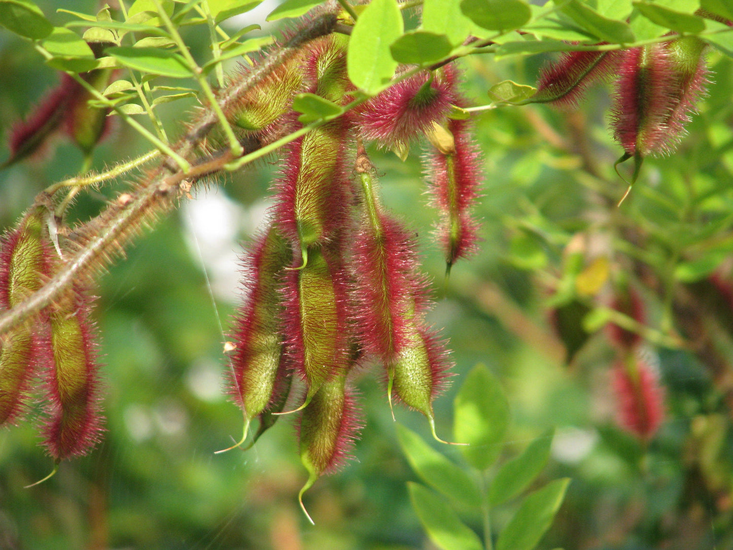 Rose Acacia Robinia hispida 20 Seeds
