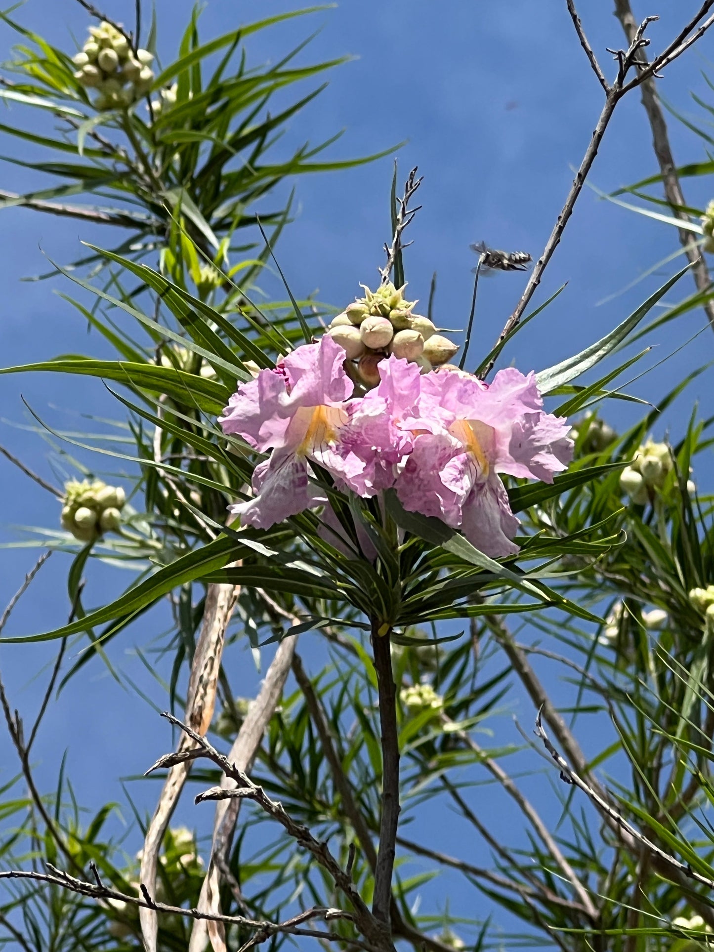 planting desert willow seeds Desert Willow Chilopsis linearis 100 Seeds – R&B Floridaseeds