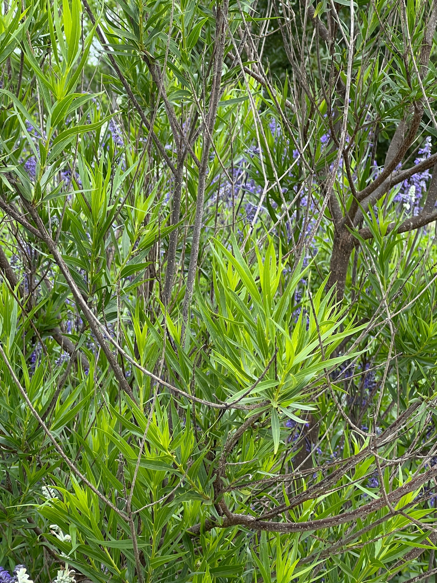 Desert Willow Chilopsis linearis 100 Seeds