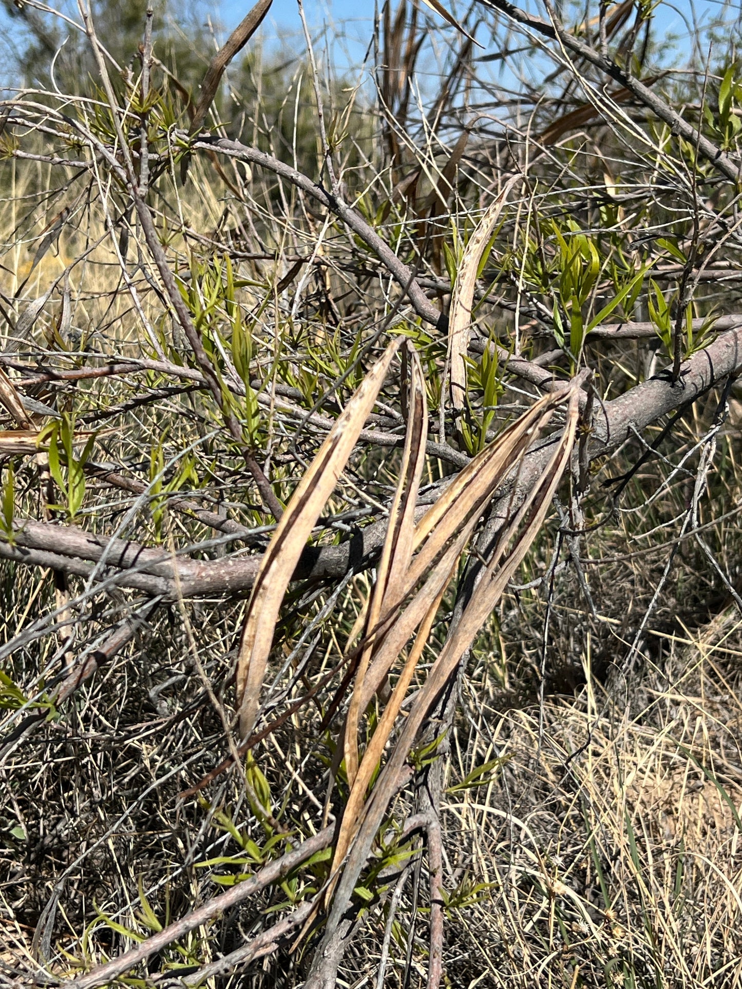 Desert Willow Chilopsis linearis 100 Seeds