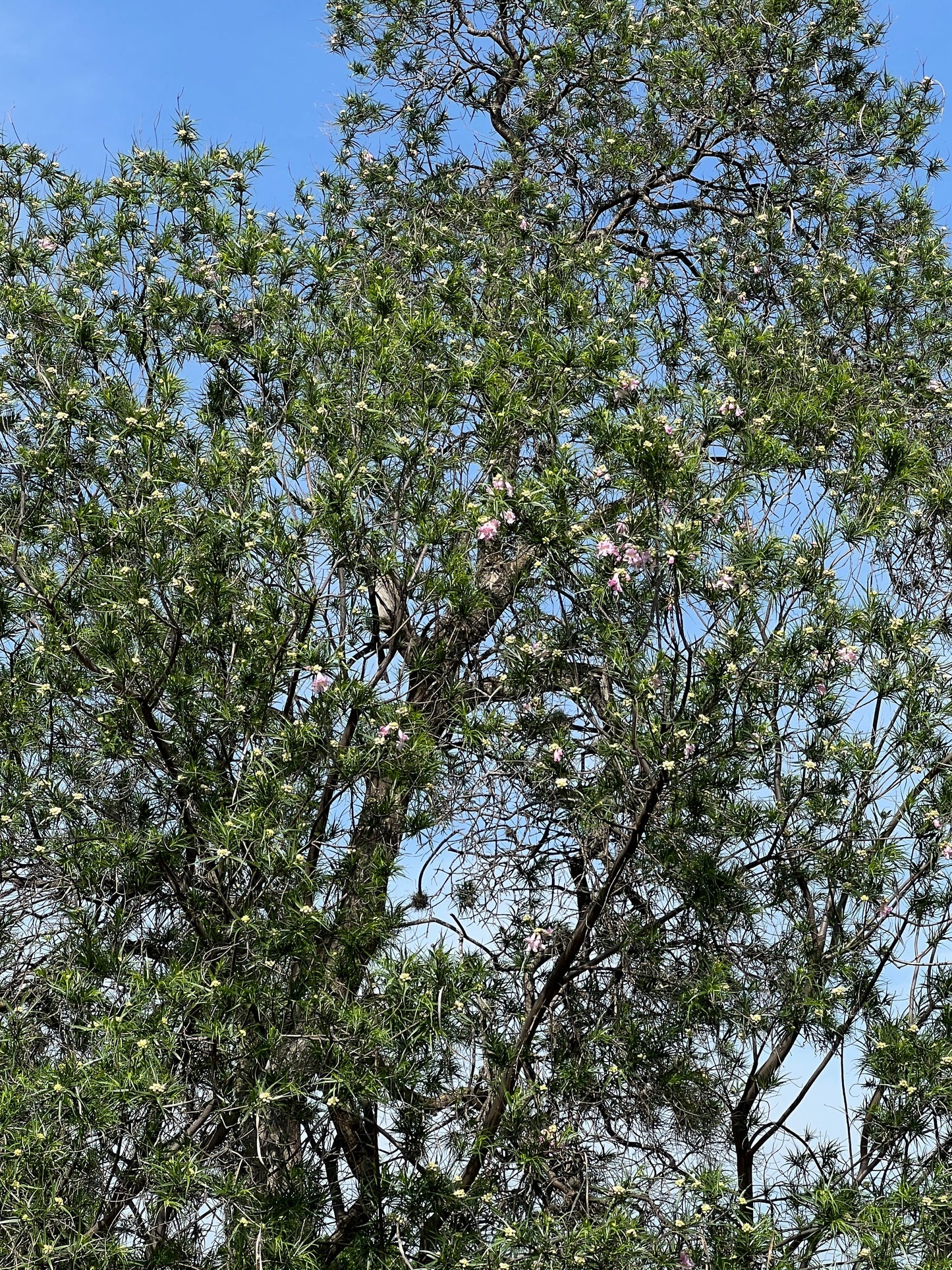 Desert Willow Chilopsis linearis 100 Seeds