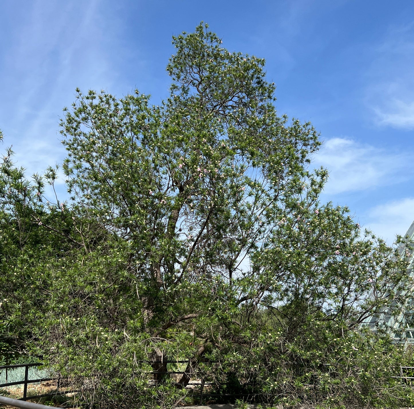Desert Willow Chilopsis linearis 100 Seeds