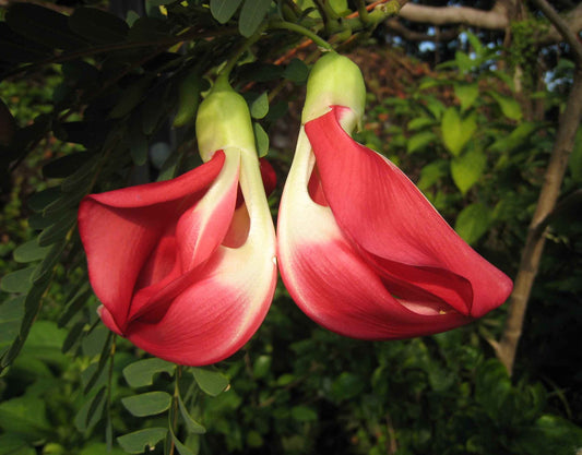 Red Hummingbird Tree Sesbania Grandiflora 20 Seeds