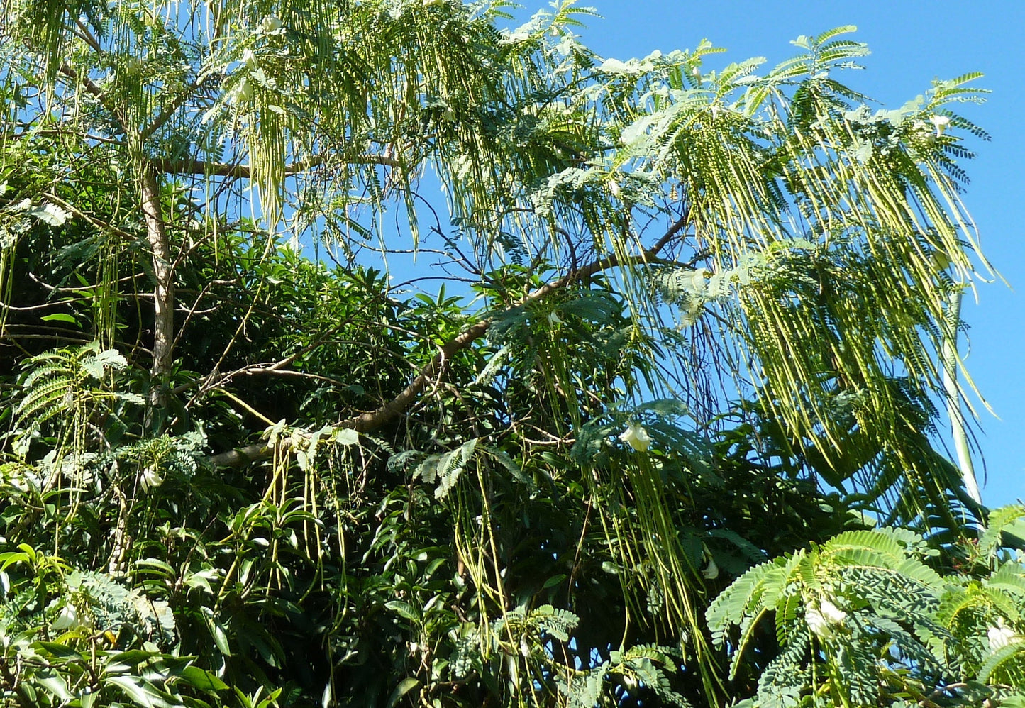 Red Hummingbird Tree Sesbania Grandiflora 20 Seeds