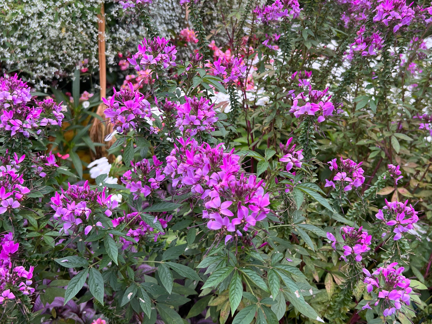 Spider Flower Violet Queen  100 Seeds  Cleome hassleriana