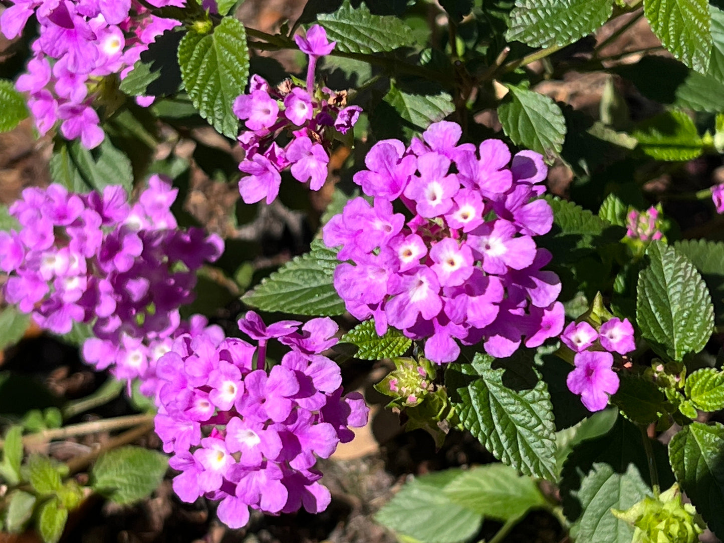 Purple Lantana 10 Seeds Lantana montevidensis