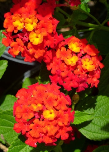Red Lantana  100 Seeds  Lantana camara