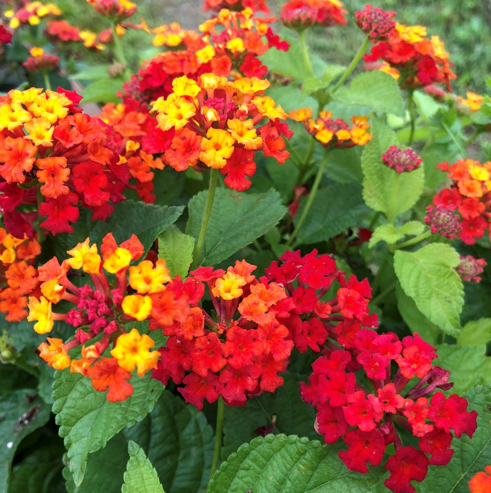 Red Lantana  100 Seeds  Lantana camara
