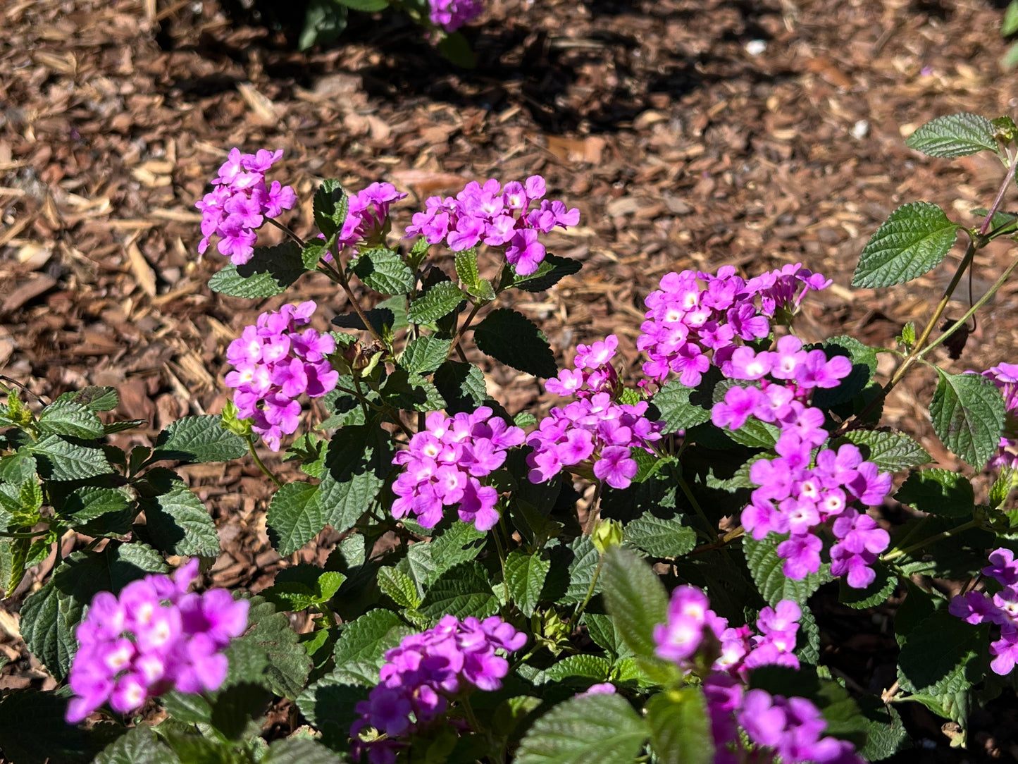 Purple Lantana 10 Seeds Lantana montevidensis