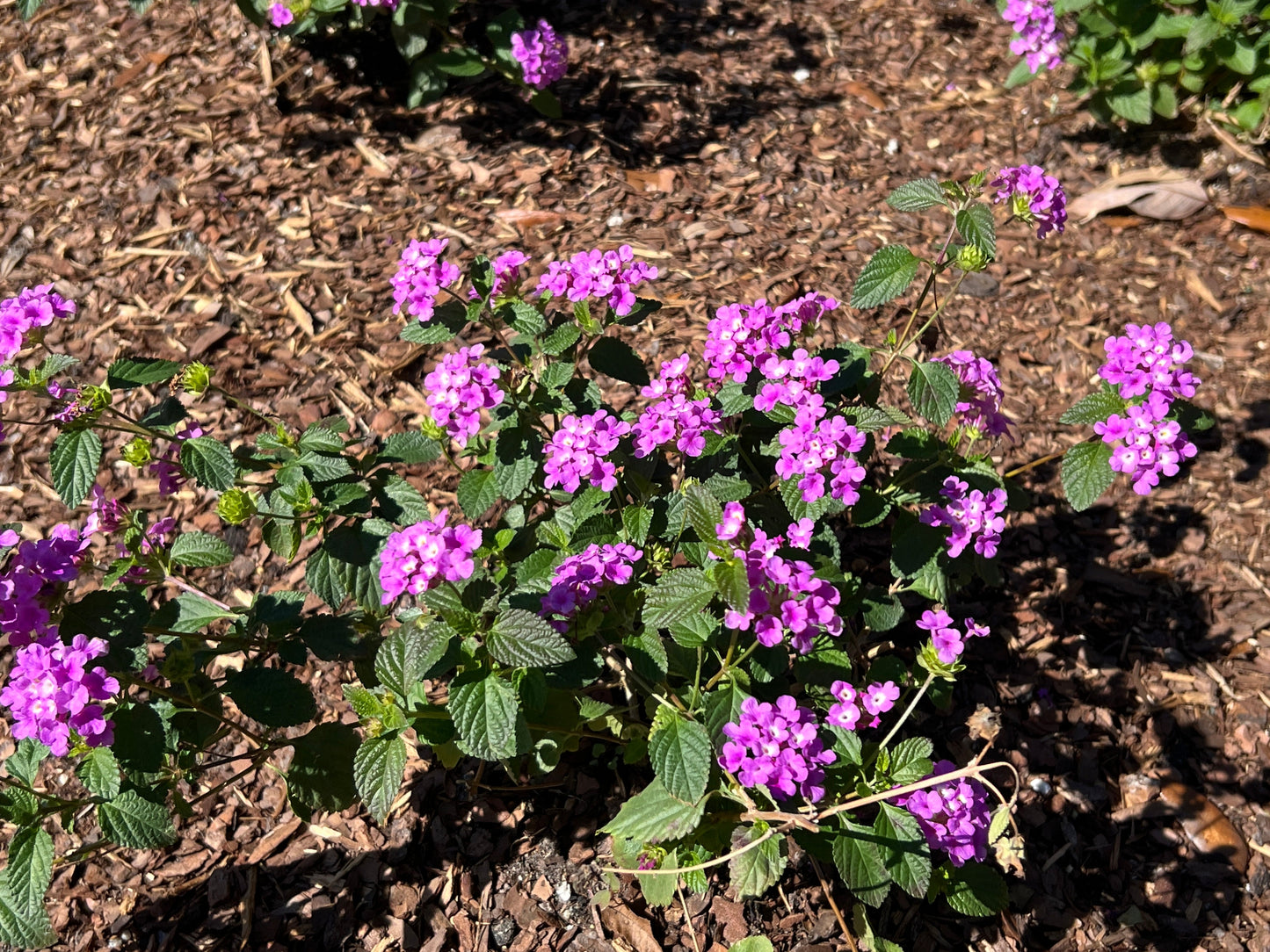 Purple Lantana 10 Seeds Lantana montevidensis