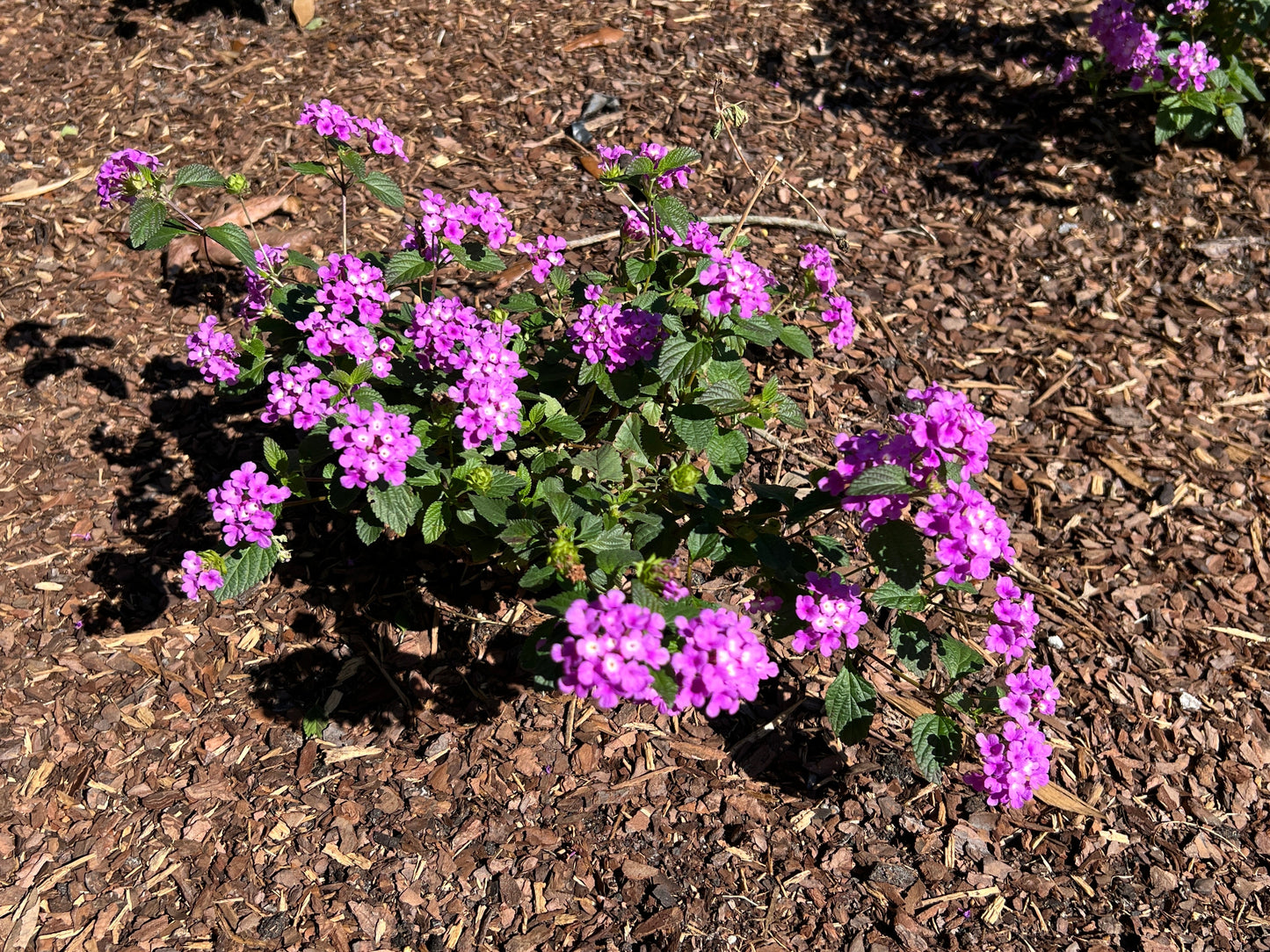 Purple Lantana 10 Seeds Lantana montevidensis