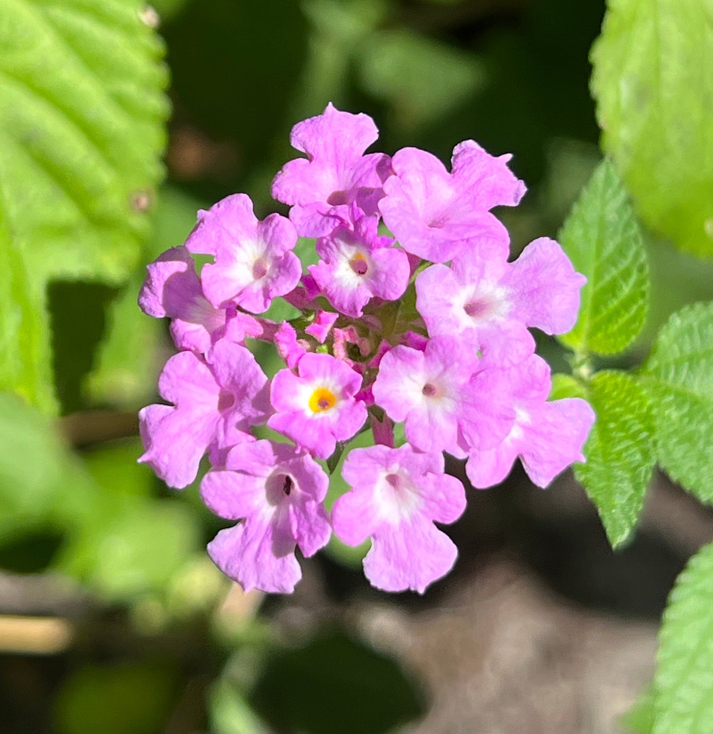 Purple Lantana 10 Seeds Lantana montevidensis