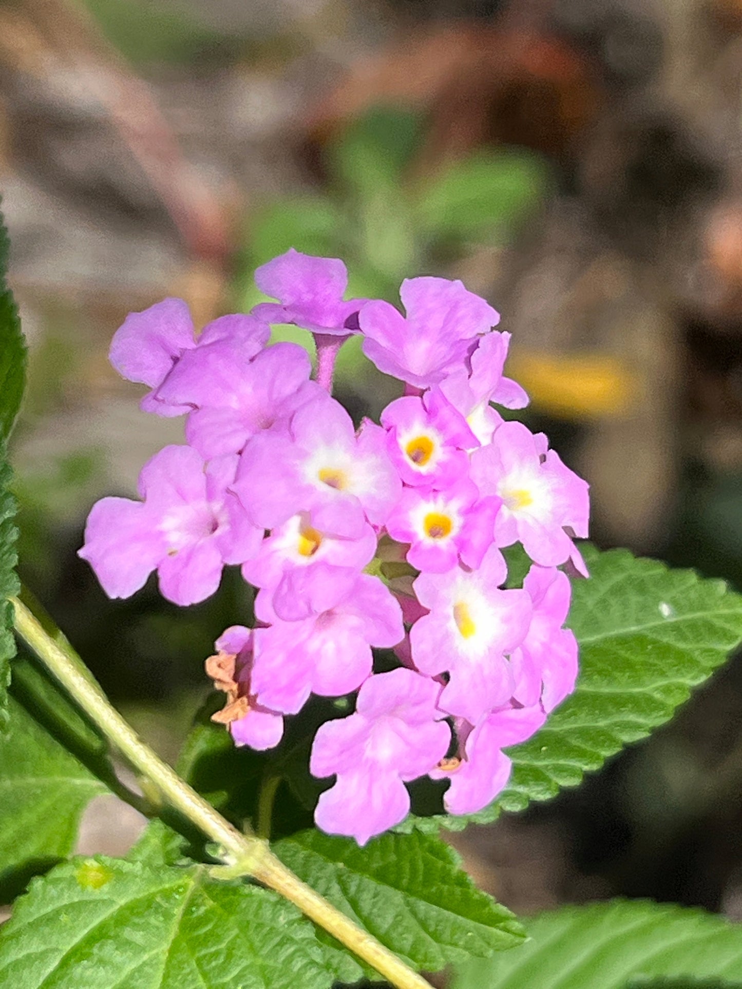 Purple Lantana 10 Seeds Lantana montevidensis