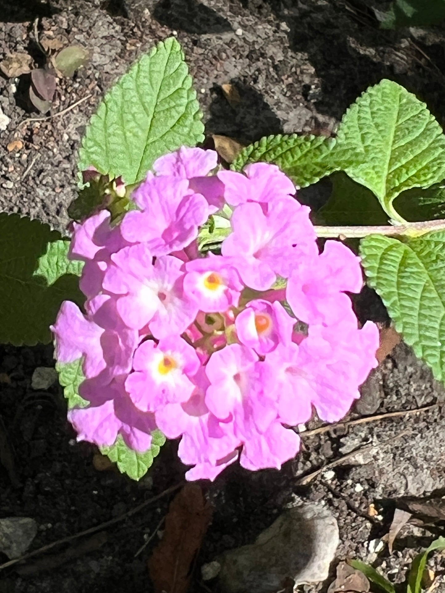 Purple Lantana 10 Seeds Lantana montevidensis