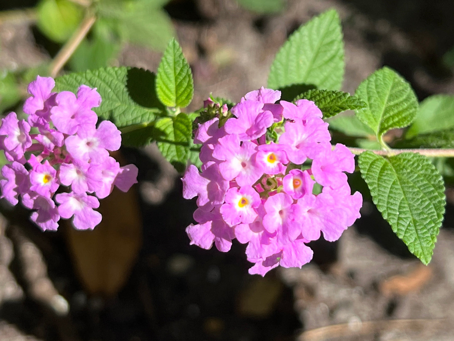 Purple Lantana 10 Seeds Lantana montevidensis