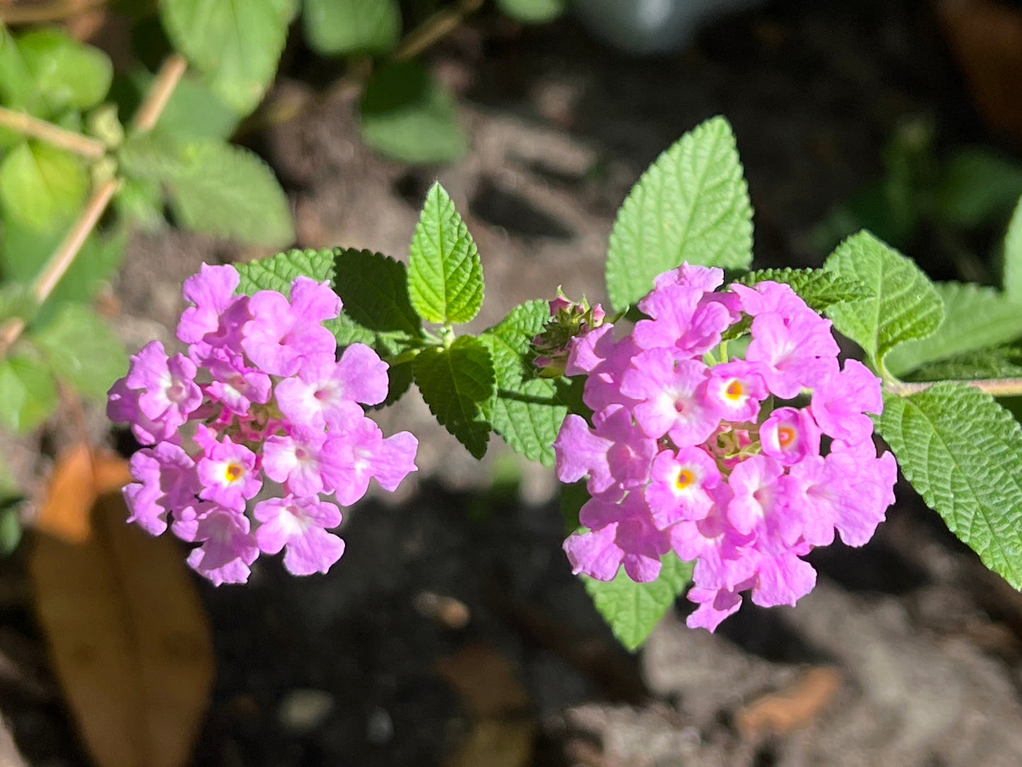 Purple Lantana 10 Seeds Lantana montevidensis