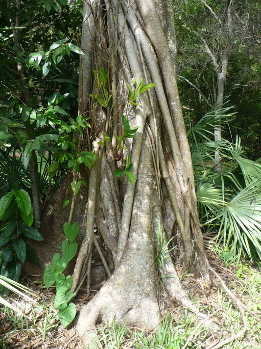 Strangler Fig Ficus aurea 20 Seeds