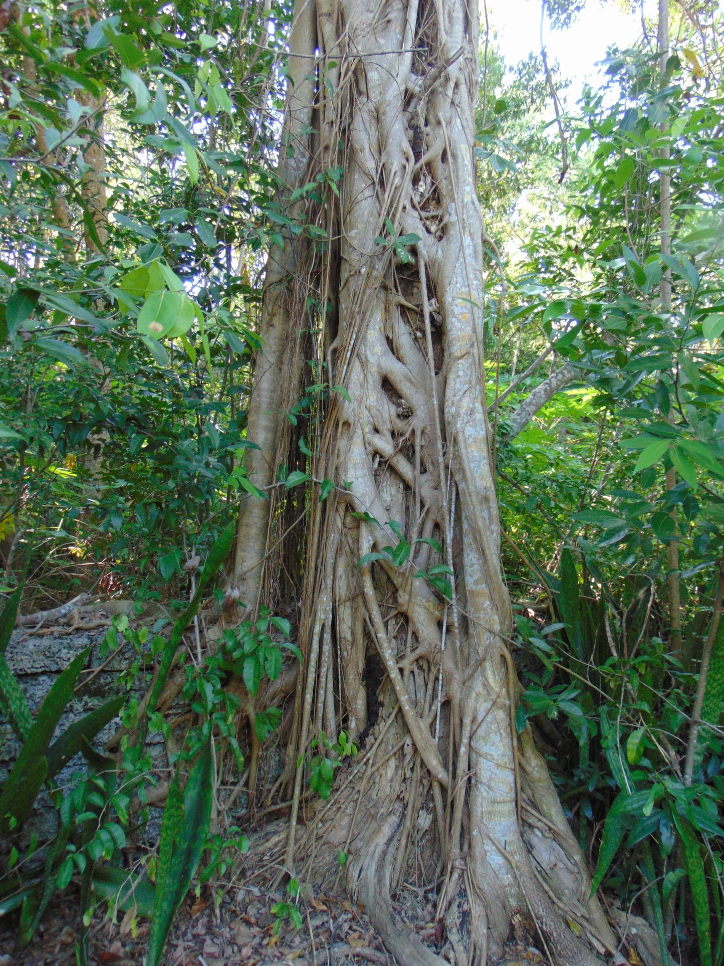 Strangler Fig Ficus aurea 20 Seeds