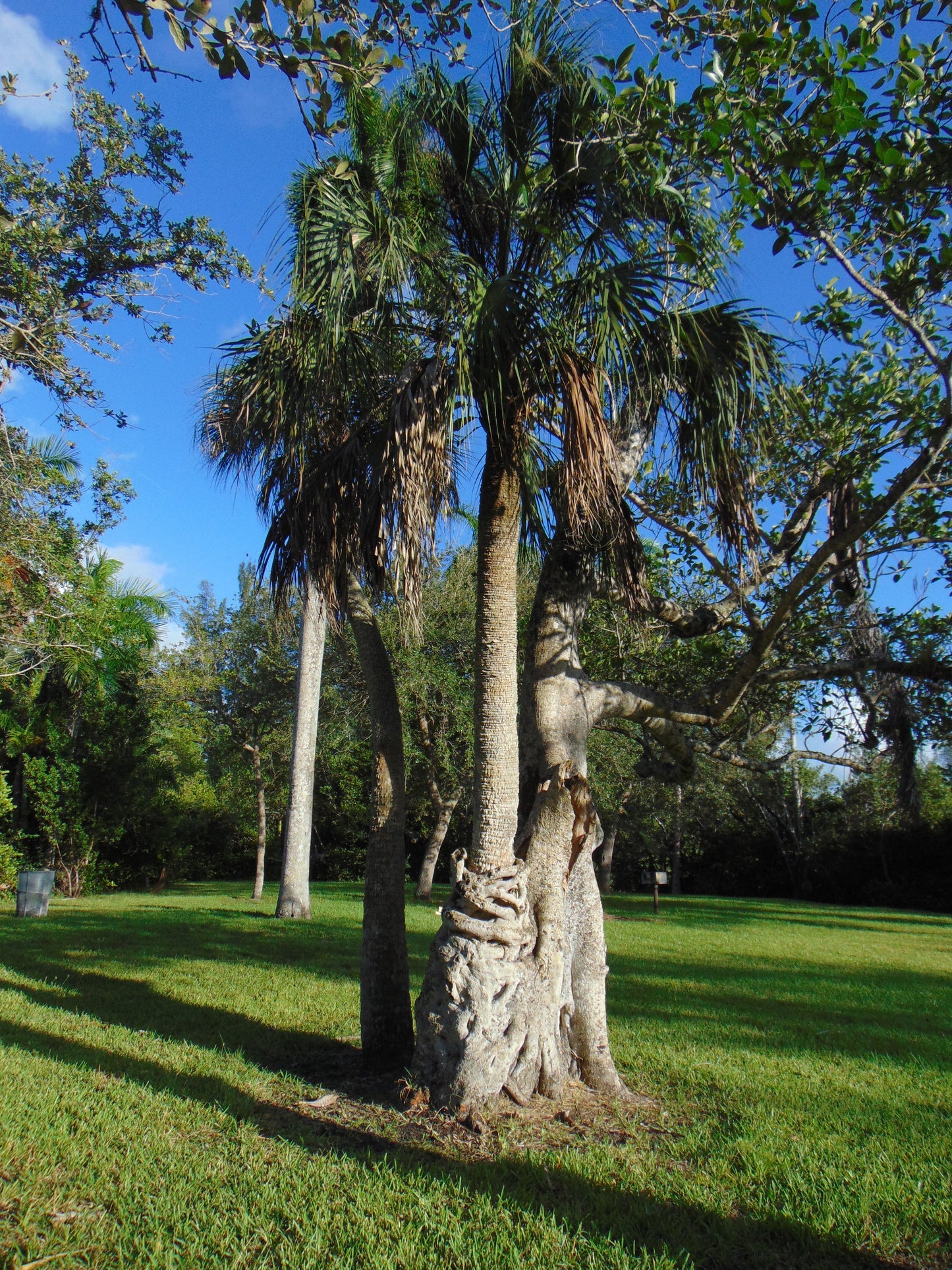 Strangler Fig Ficus aurea 20 Seeds