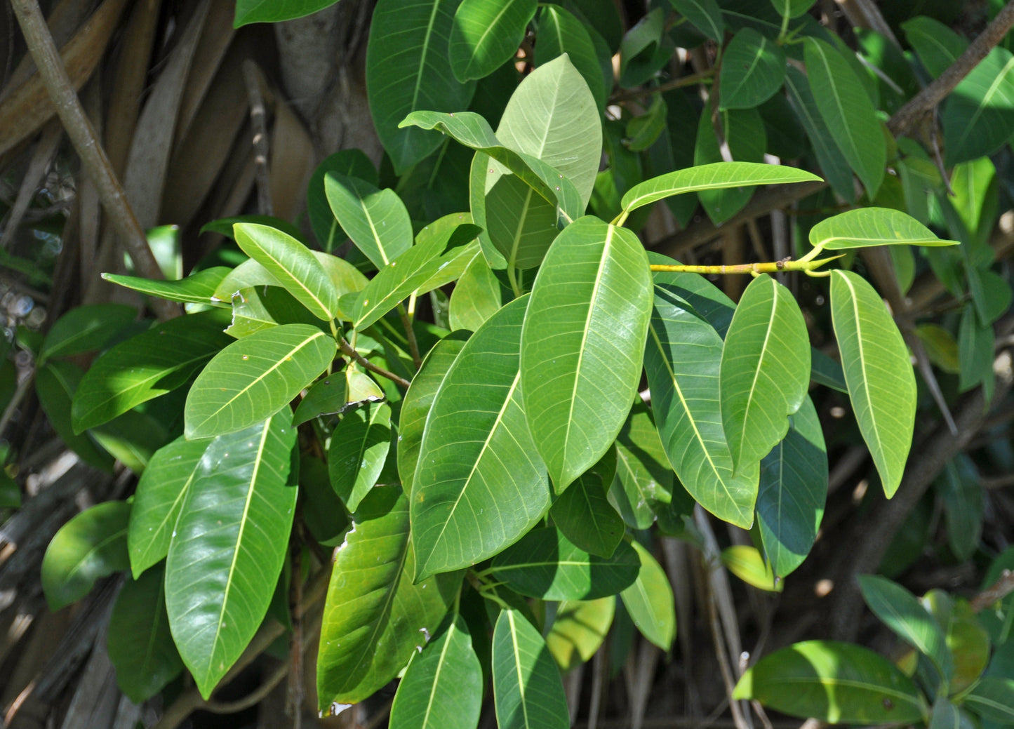 Strangler Fig Ficus aurea 20 Seeds