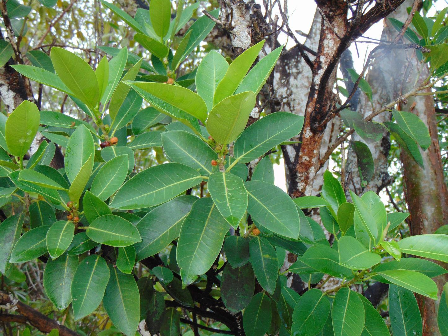 Strangler Fig Ficus aurea 20 Seeds