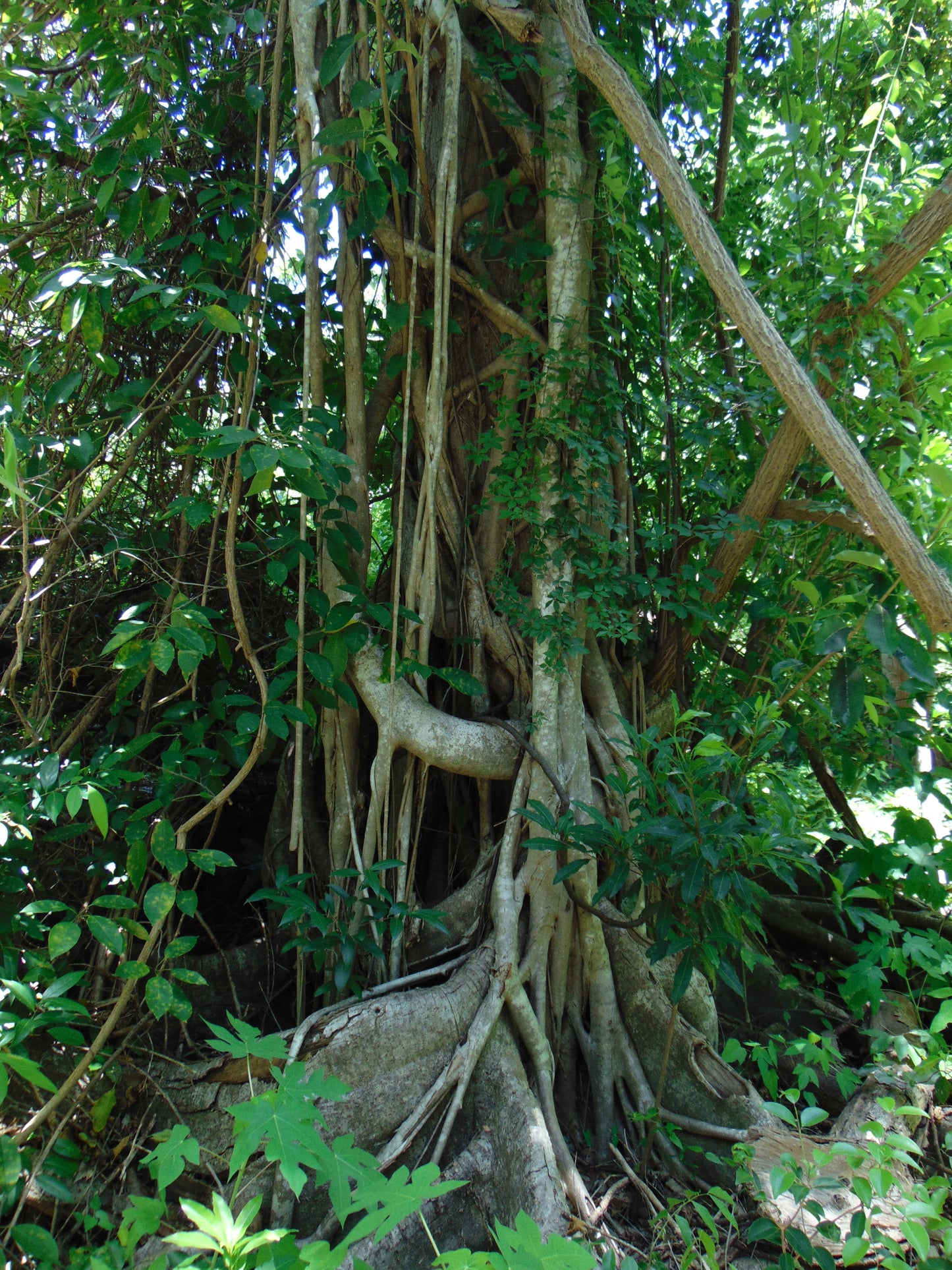 Strangler Fig Ficus aurea 20 Seeds