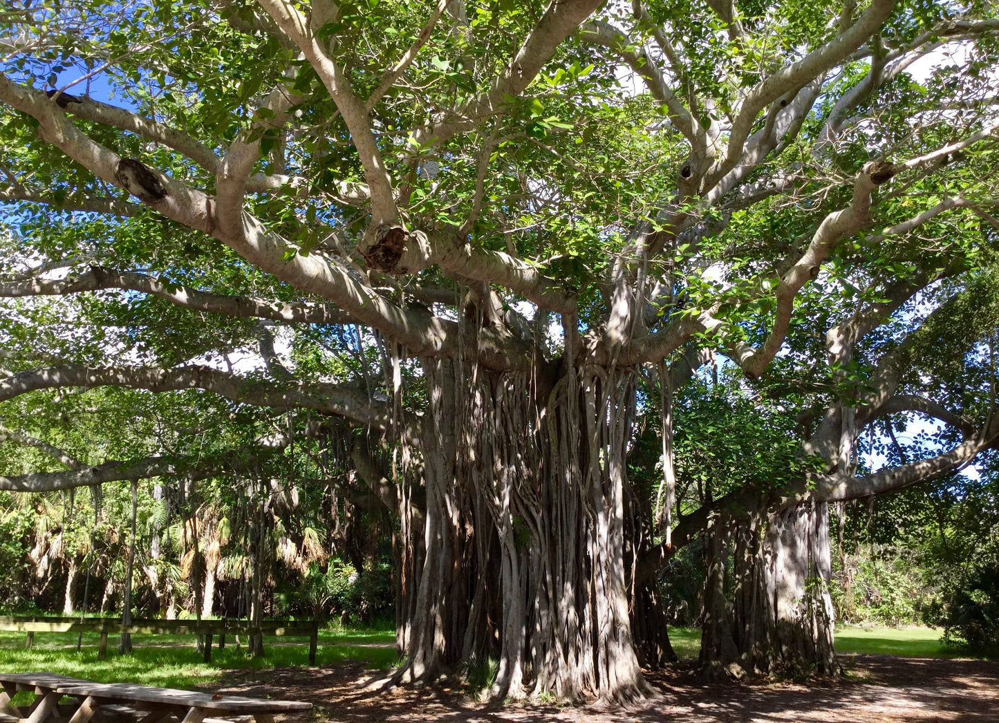 Strangler Fig Ficus aurea 20 Seeds