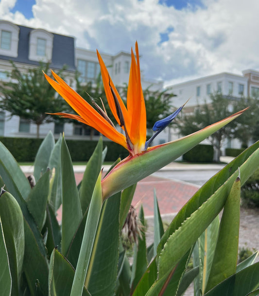 Bird of Paradise Strelitzia reginae 10 Seeds