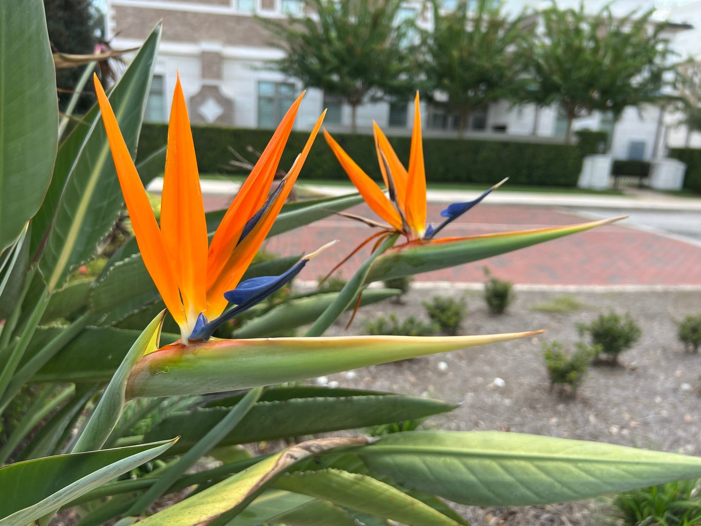 Bird of Paradise Strelitzia reginae 10 Seeds