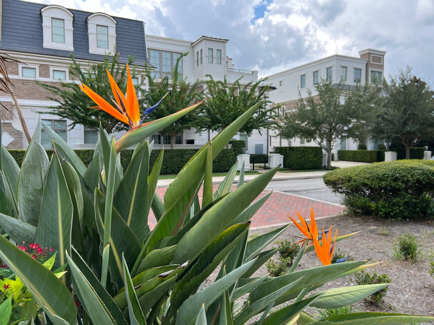 Bird of Paradise Strelitzia reginae 10 Seeds
