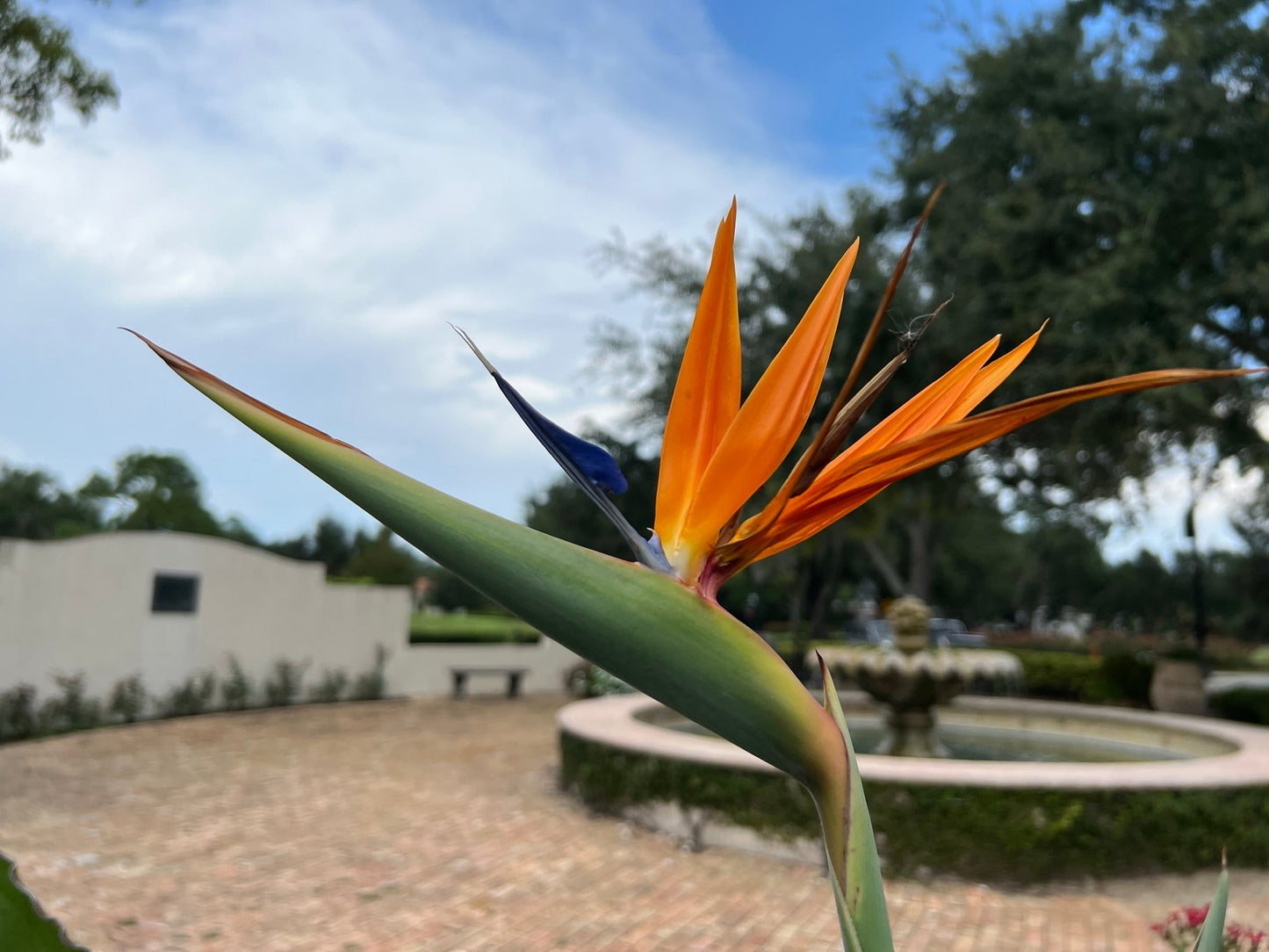 Bird of Paradise Strelitzia reginae 10 Seeds