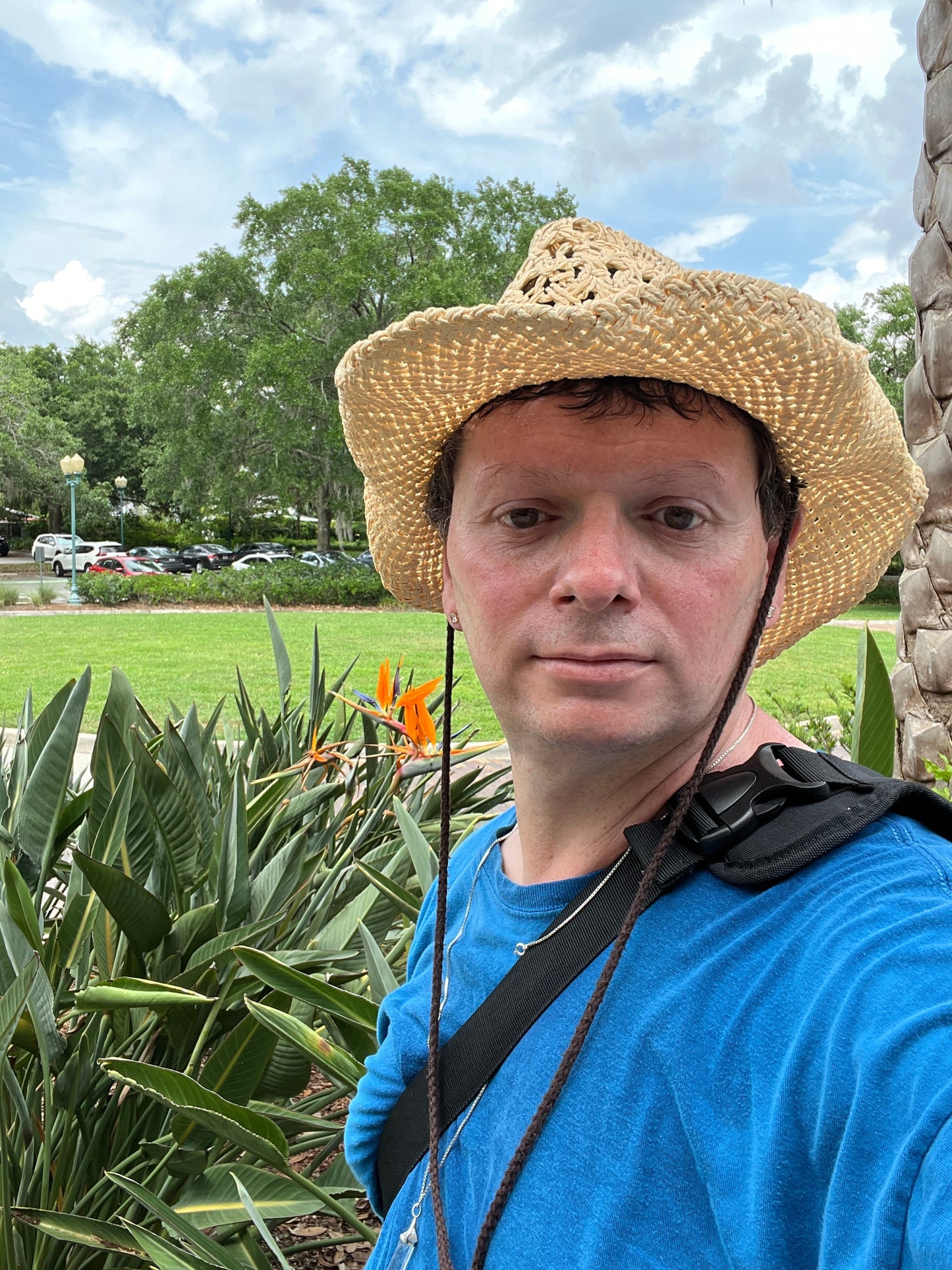 Bird of Paradise Strelitzia reginae 10 Seeds