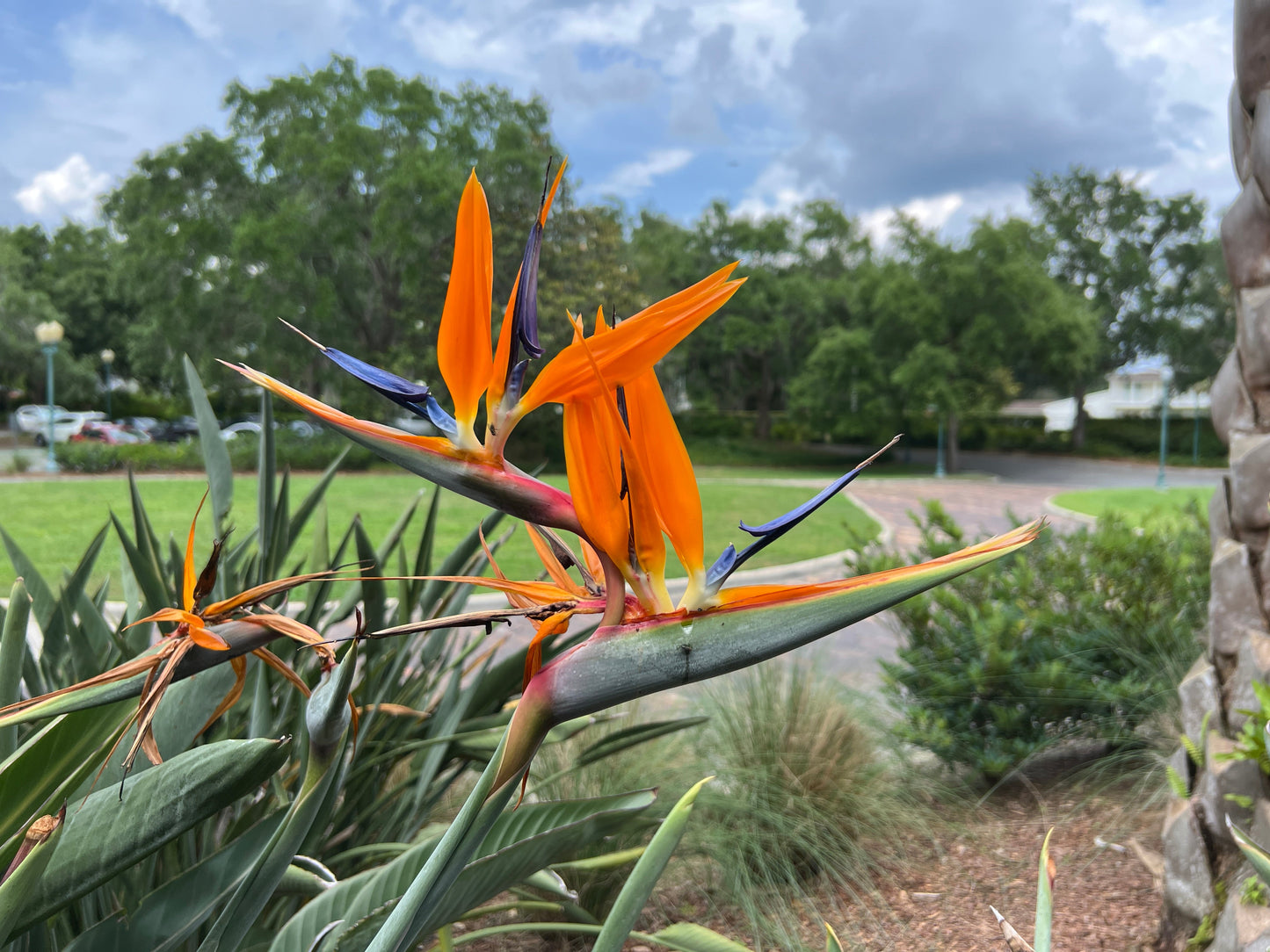 Bird of Paradise Strelitzia reginae 10 Seeds