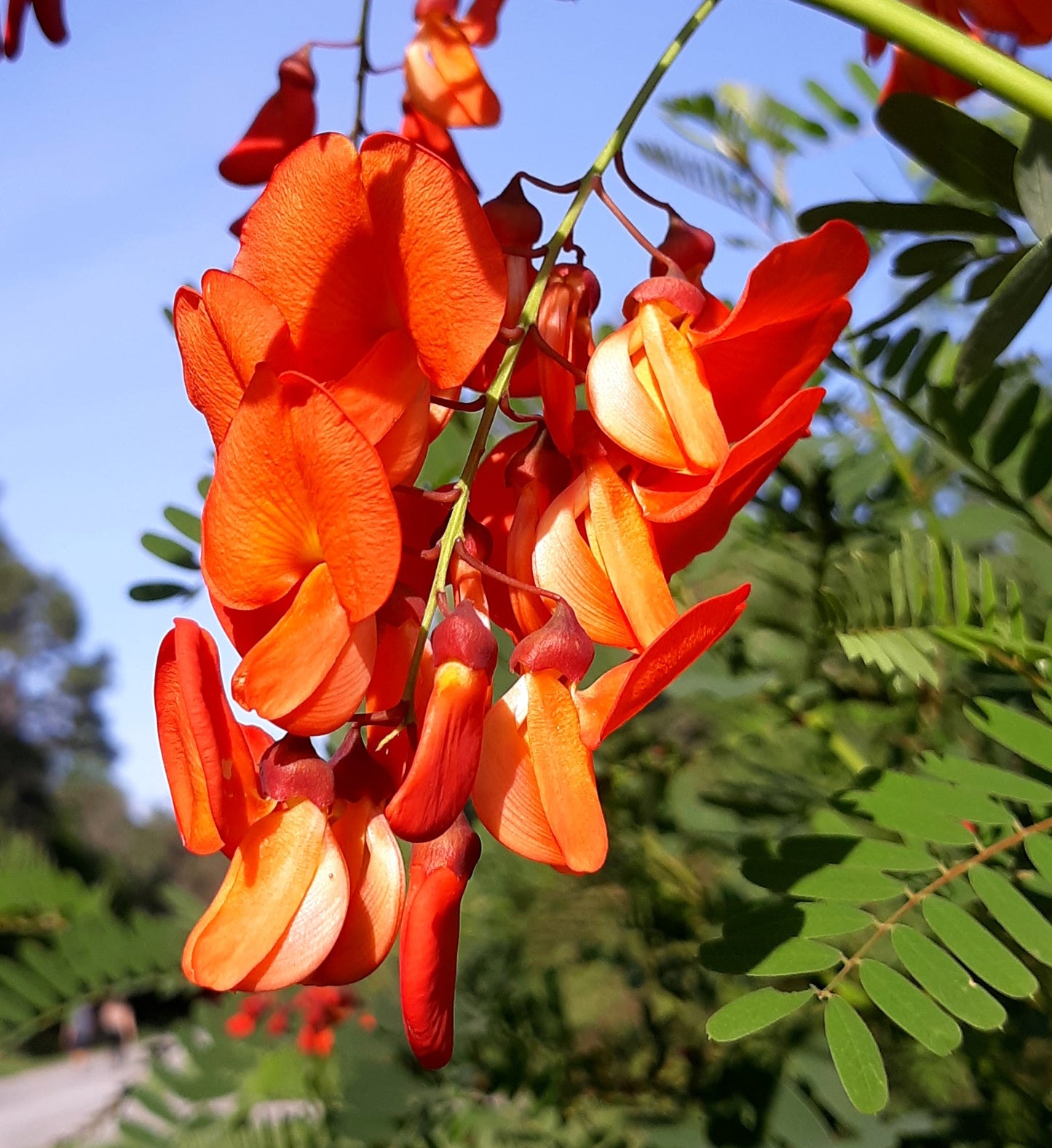 Scarlet Wisteria Sesbania punicea 20 Seeds
