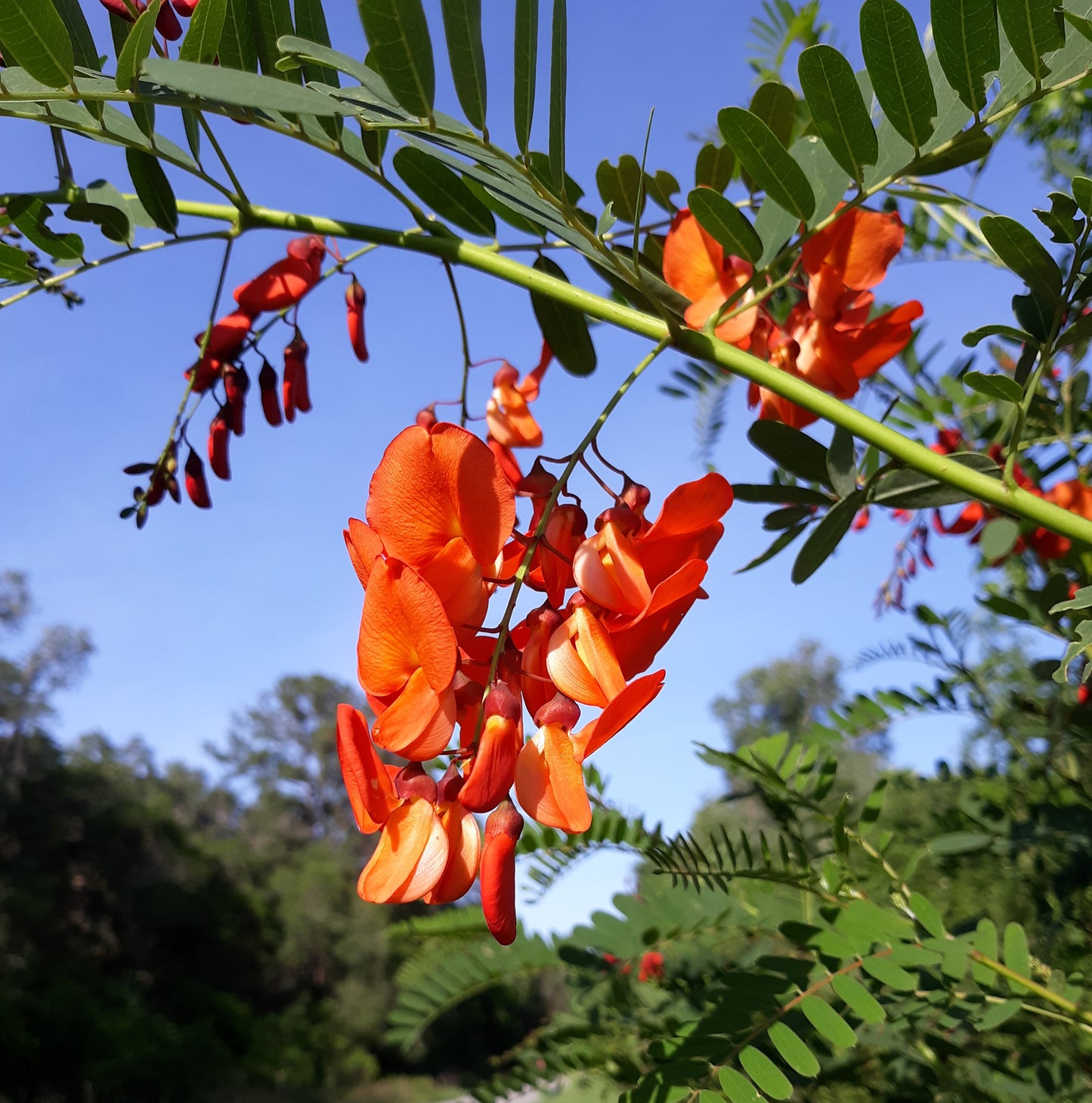 Scarlet Wisteria Sesbania punicea 20 Seeds