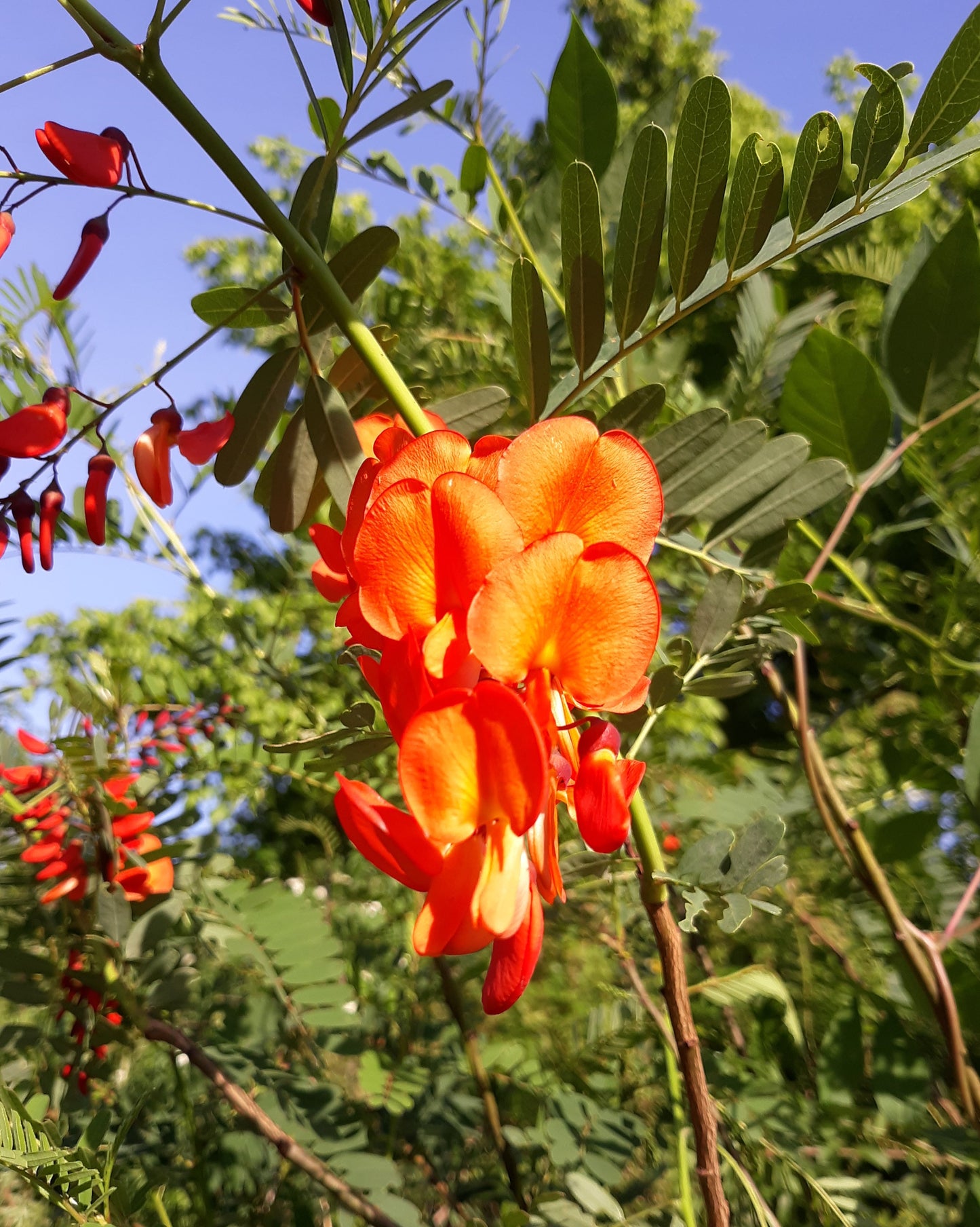 Scarlet Wisteria Sesbania punicea 20 Seeds
