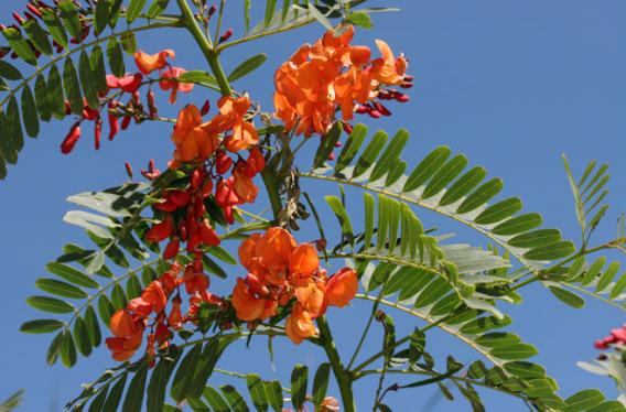 Scarlet Wisteria Sesbania punicea 20 Seeds