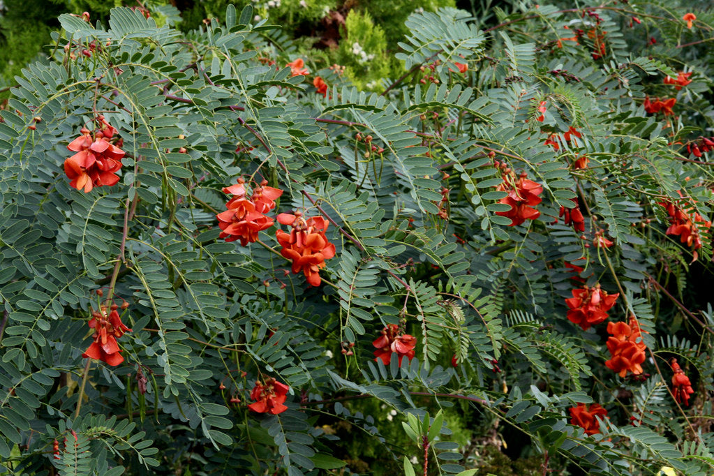 Scarlet Wisteria Sesbania punicea 20 Seeds