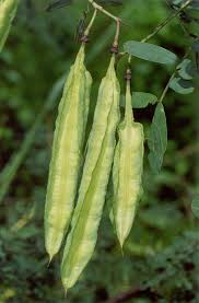 Scarlet Wisteria Sesbania punicea 20 Seeds