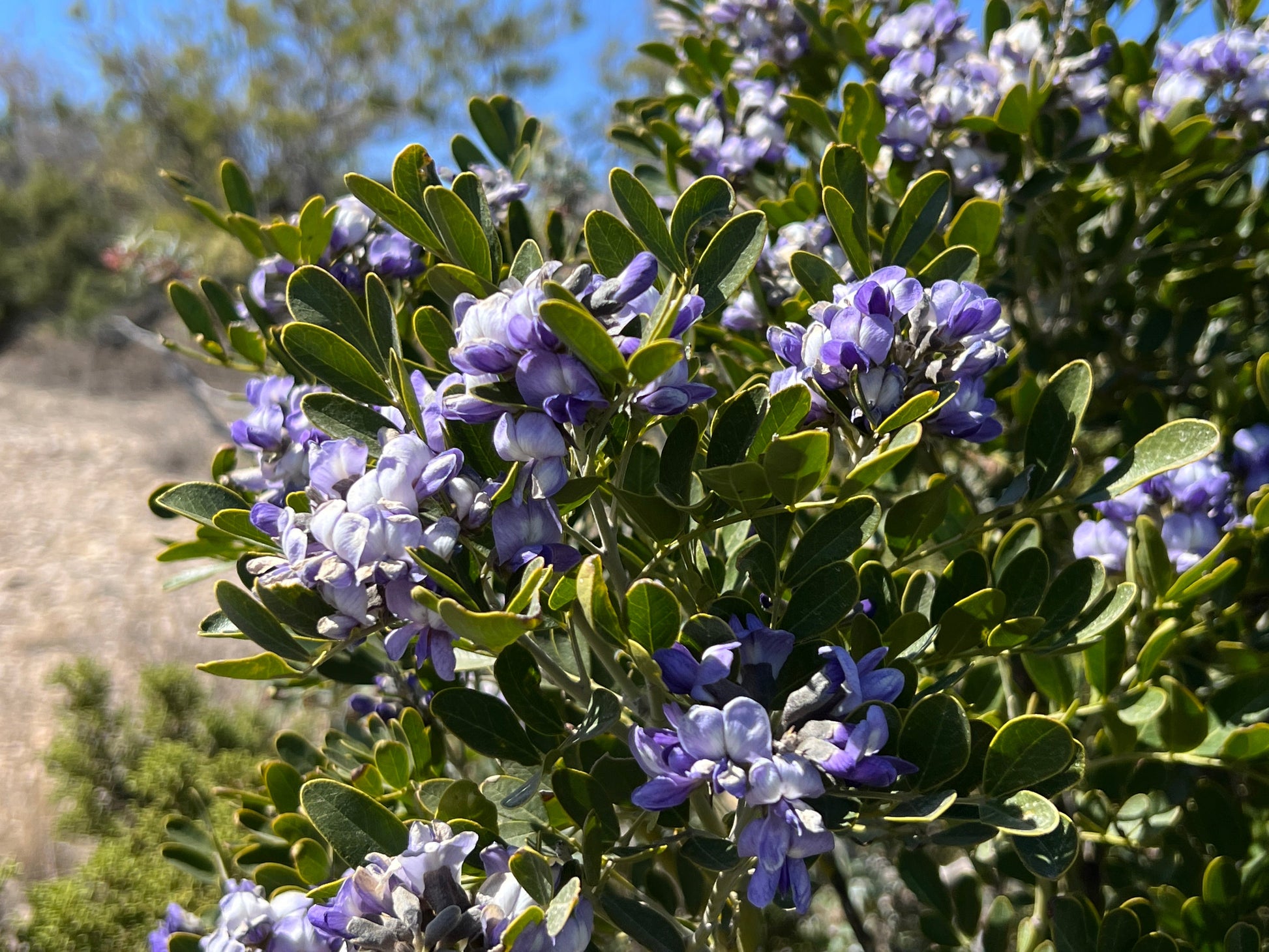 planting texas mountain laurel seeds Texas Mountain Laurel 10 Seeds Sophora secundiflora – R&B Floridaseeds
