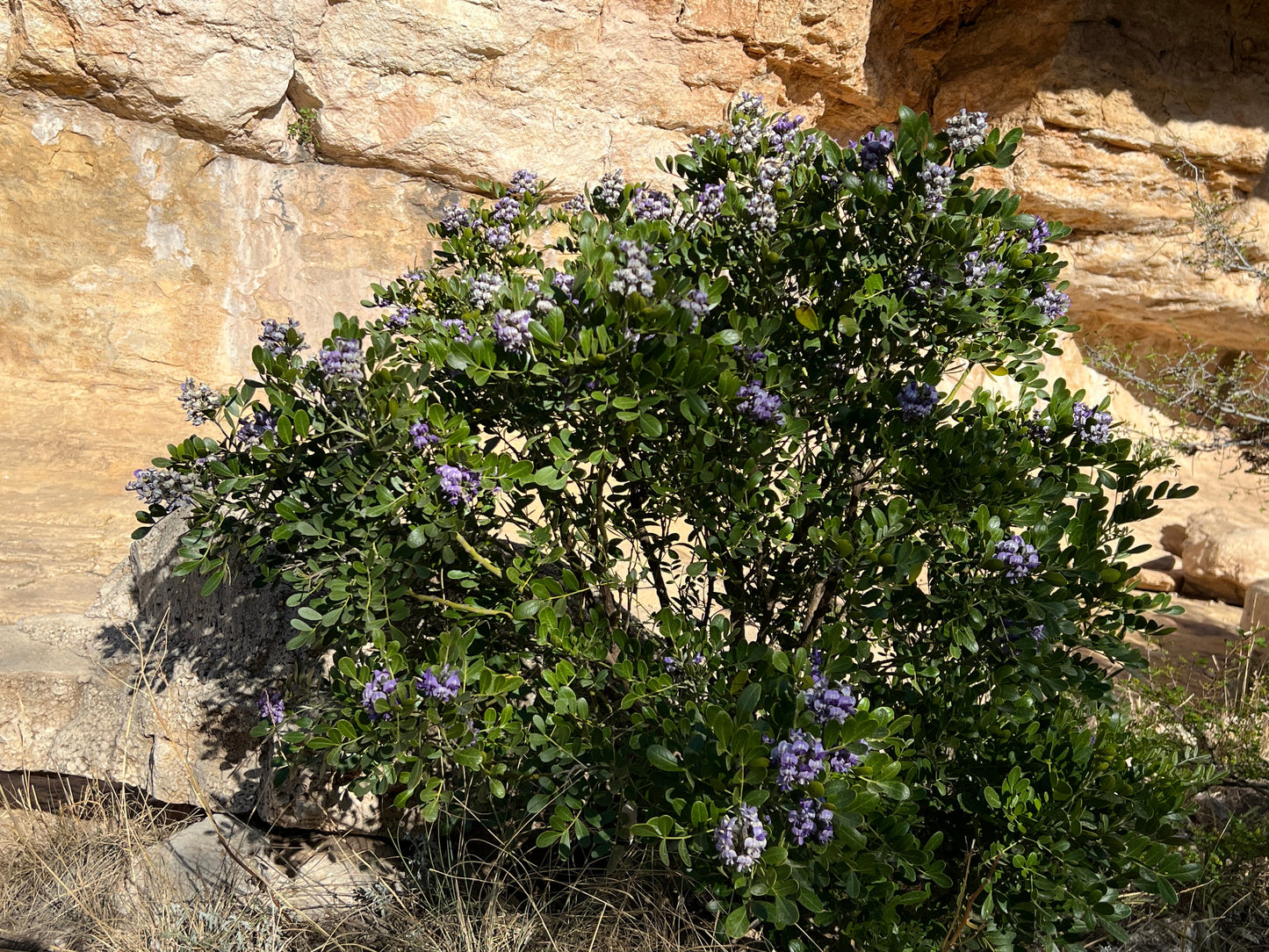 Texas Mountain Laurel  10 Seeds  Sophora secundiflora