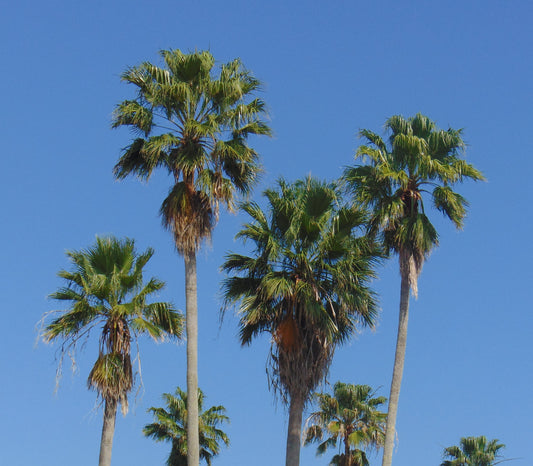 Mexican Fan Palm 100 Seeds Washingtonia robusta
