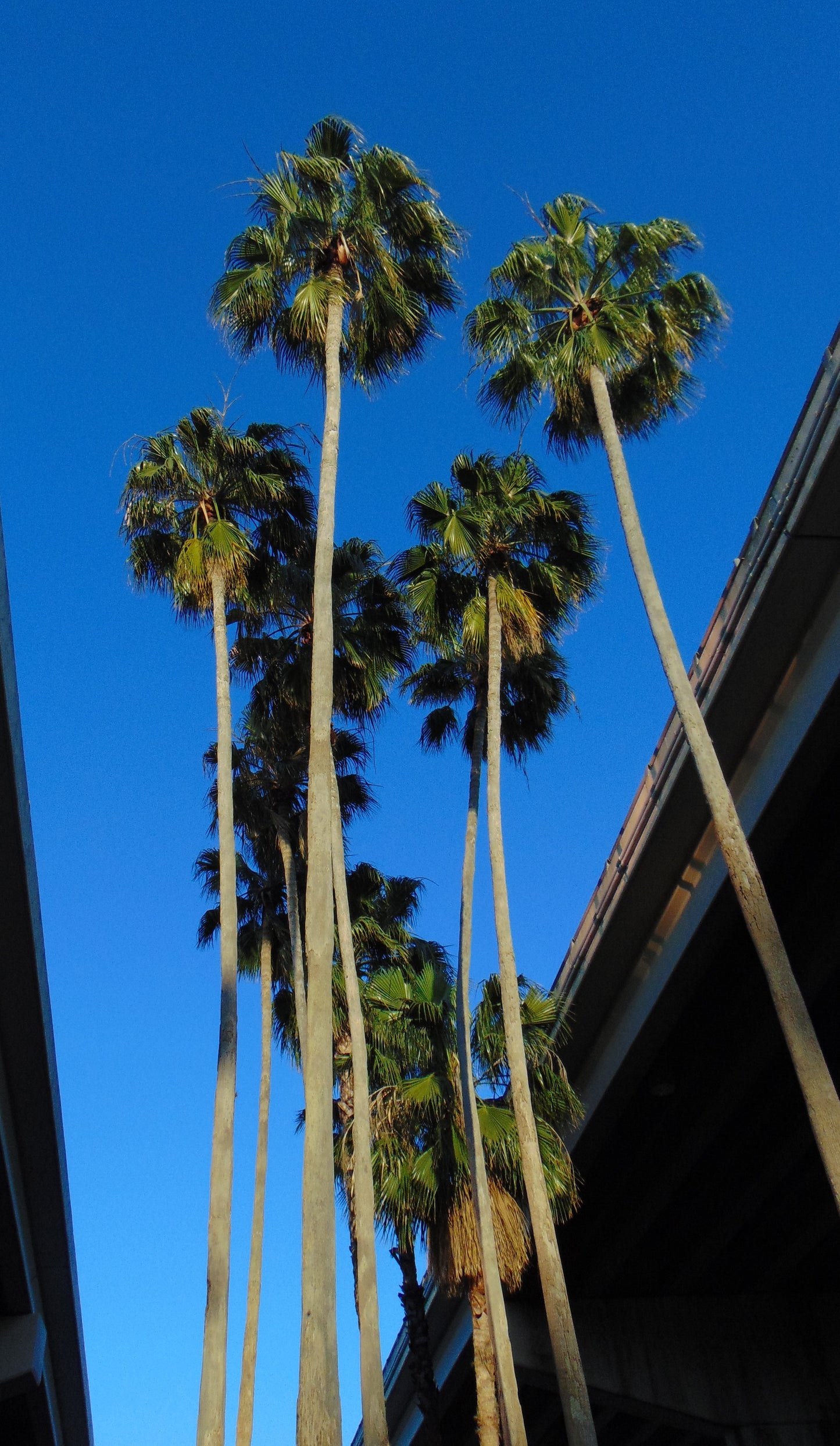 Mexican Fan Palm 100 Seeds Washingtonia robusta