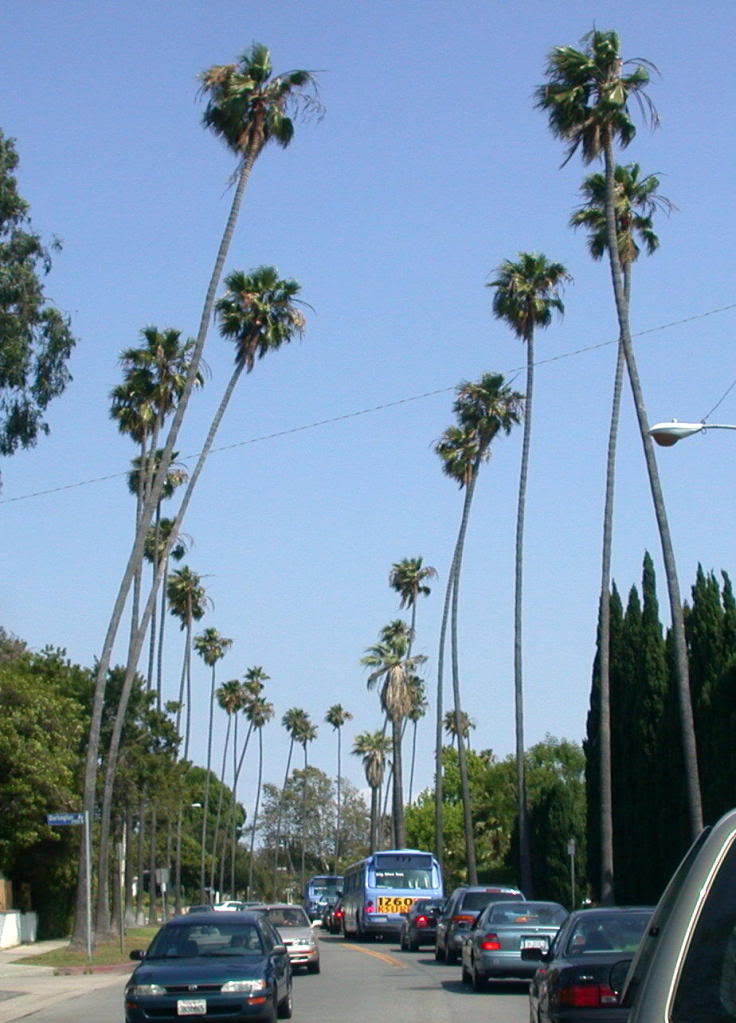 Mexican Fan Palm 100 Seeds Washingtonia robusta