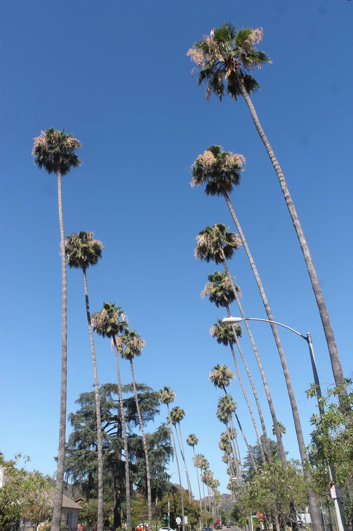 Mexican Fan Palm 100 Seeds Washingtonia robusta