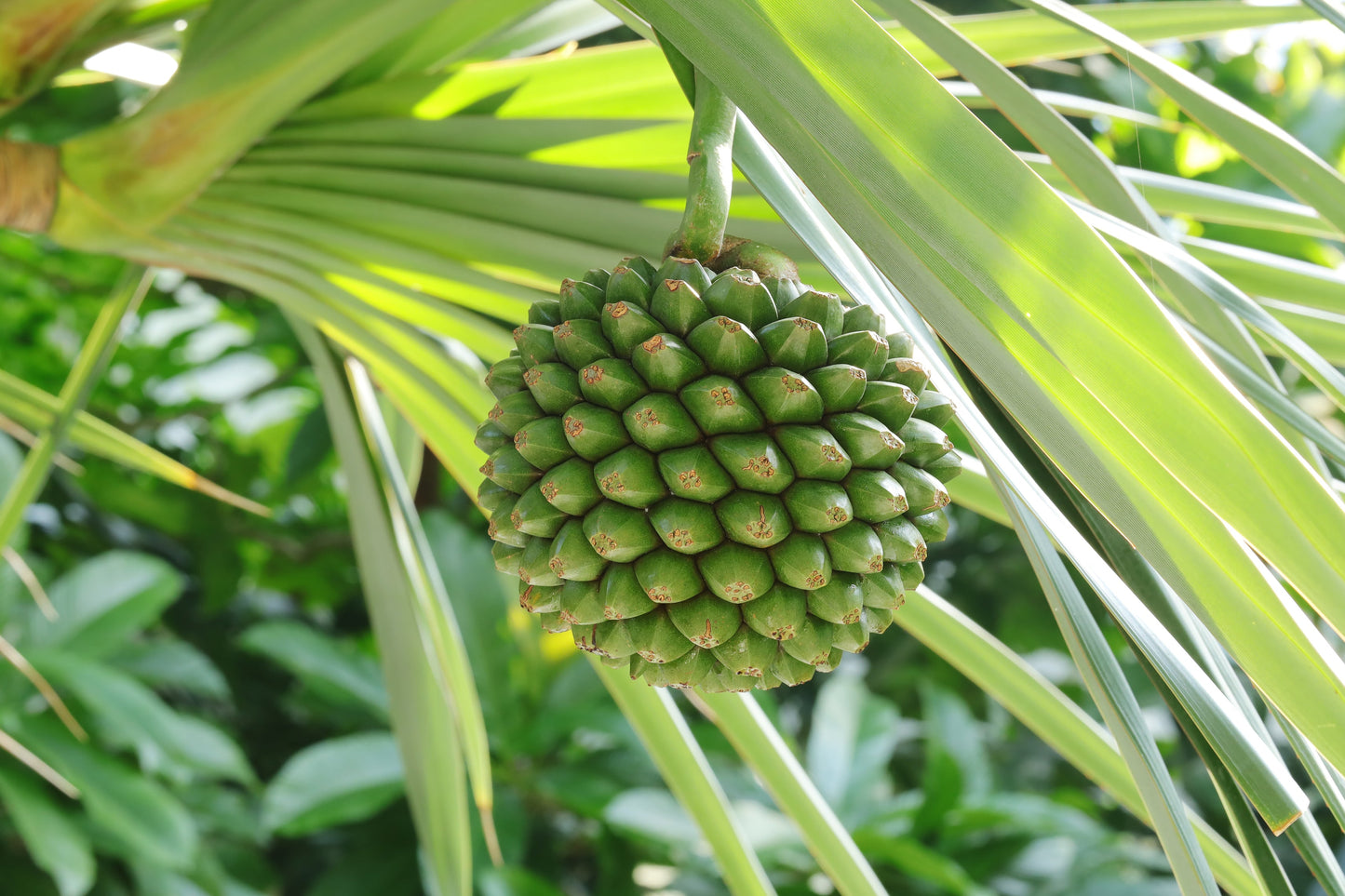Screw Pine   5 Seeds   Pandanus utilis