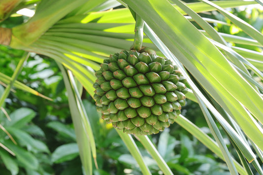 Screw Pine   5 Seeds   Pandanus utilis