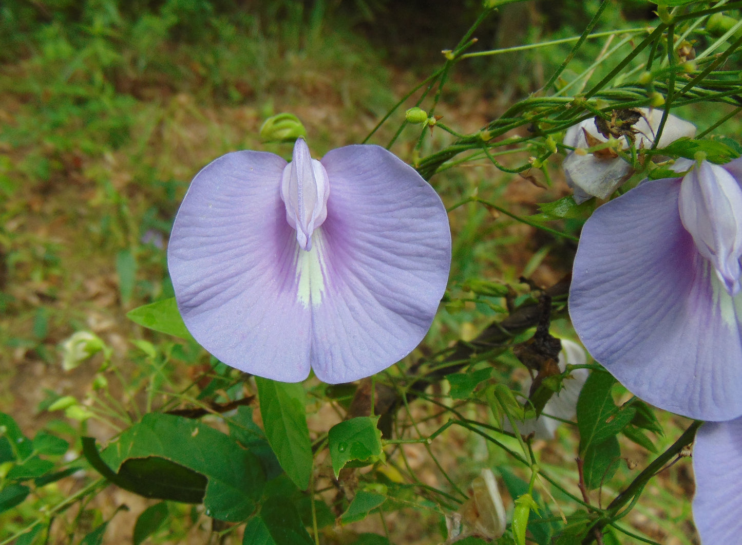 butterfly pea flower seed Spurred Butterfly Pea 10 Seeds Centrosema virginianum – R&B Floridaseeds