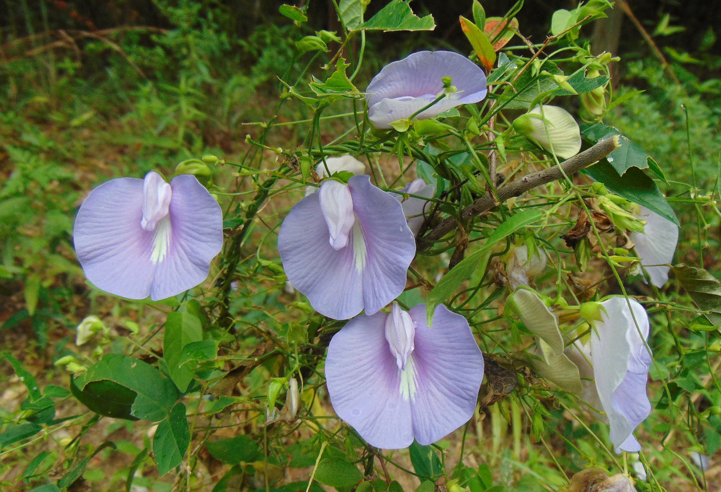 Spurred Butterfly Pea  20 Seeds  Centrosema virginianum
